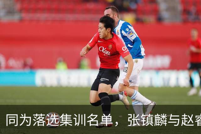 同为落选集训名单，张镇麟与赵睿的境遇差异何在？